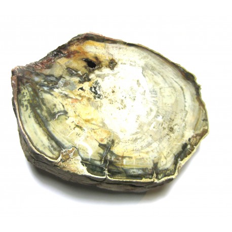 versteinertes Holz Anschliff 8-12 cm pro Stück VE 1 Kg