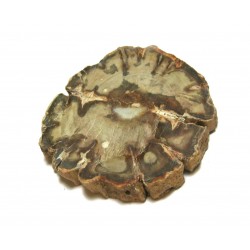 Scheibe versteinertes Holz 7-10 cm