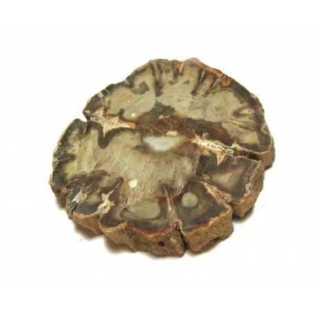 Scheibe versteinertes Holz 7-10 cm