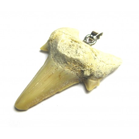Anhänger Haizahn 3-4 cm mit 925er Silber-Öse