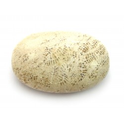Linsenstein versteinerte Koralle 3 x 4,5 cm