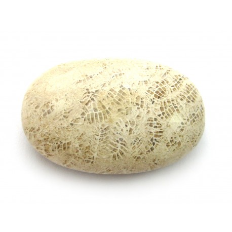 Linsenstein versteinerte Koralle 3 x 4,5 cm