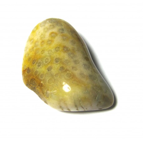 Trommelstein Versteinerte Koralle 100 g