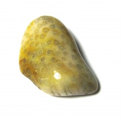 Trommelstein Versteinerte Koralle 500 g