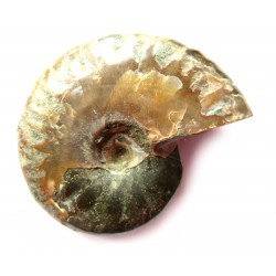 Ammoniten ca 4-8 cm VE 500 g
