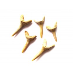 Haifischzahn fossil 2,5-3 cm