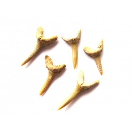 Haifischzahn fossil 2,5-3 cm