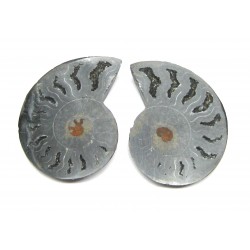 Ammoniten Paar 4-4,5 cm