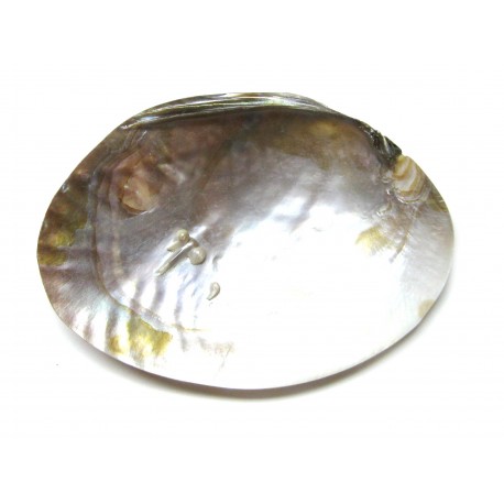 Muschel mit Perlen weiß 14 cm poliert