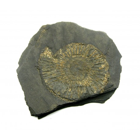 Ammonit in Schiefer 10 cm