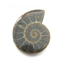 Ammonit poliert 2,5 - 3,5 cm mit feiner 1 mm Bohrung