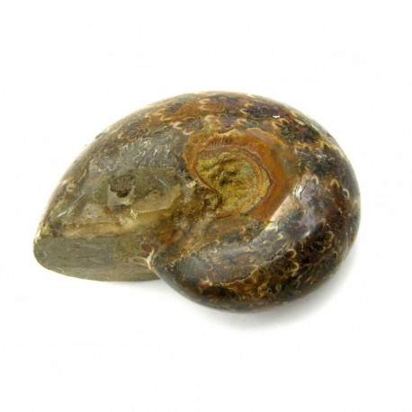 Ammonit Fossil Versteinerung Madagaskar 8 cm
