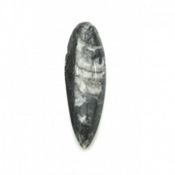 Orthoceras Fossil 7 cm
