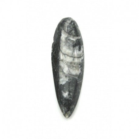 Orthoceras Fossil 7 cm