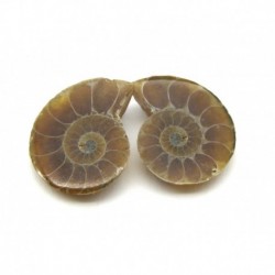 Ammoniten Paar 1-1,5 cm