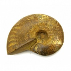 Ammonit B-Qualität schartig 6-7 cm