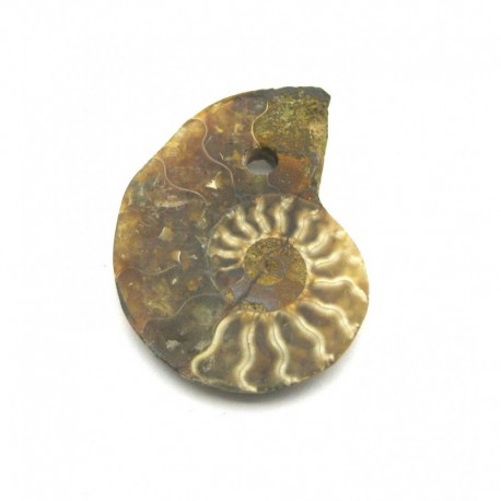 Anhänger gebohrt Ammonit poliert Frontbohrung 2,5-3 cm