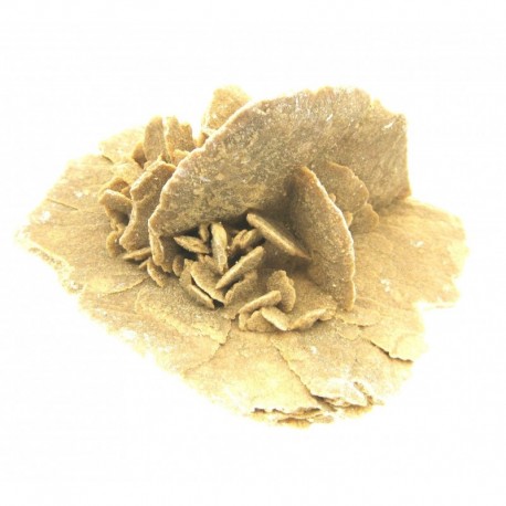 Rohstein Sandrose 18 - 22 cm