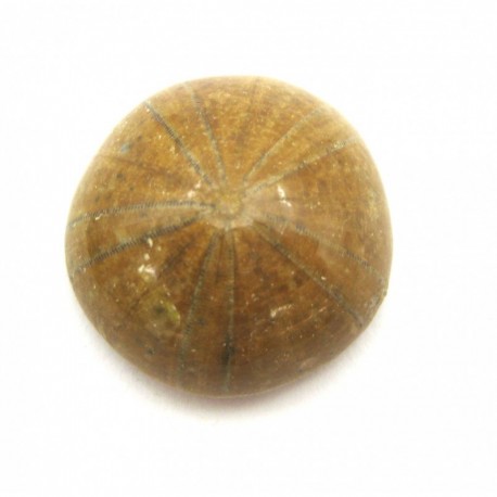 Sanddollar Seeigel versteinert 2,5 - 3,5 cm