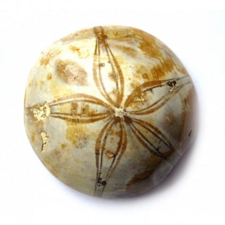 Sanddollar Seeigel versteinert 1,5 - 2 cm
