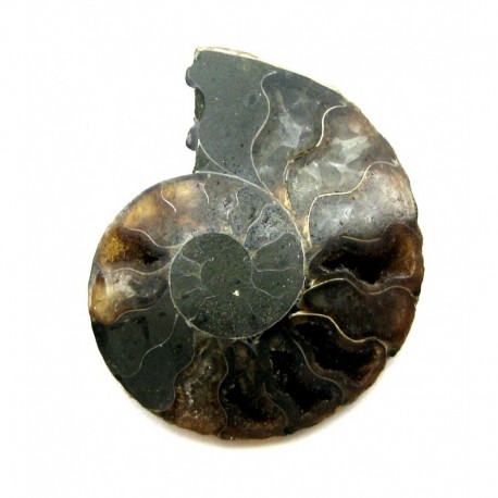 Ammonit geschnitten poliert 4 - 4,5 cm