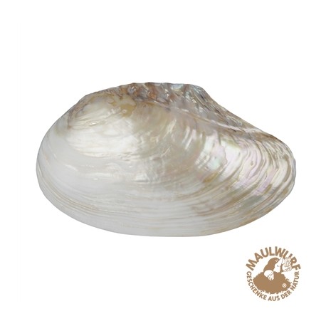 Muschel Perlmutt weiß 15 cm poliert