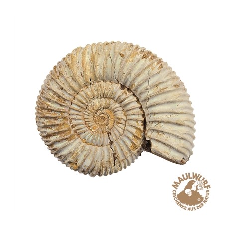 Ammonit roh (Perisphinctes) 7 - 10 cm