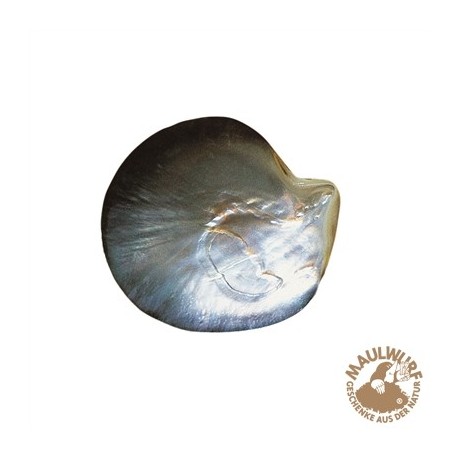 Muschelschale Perlmutt dunkel 11 cm