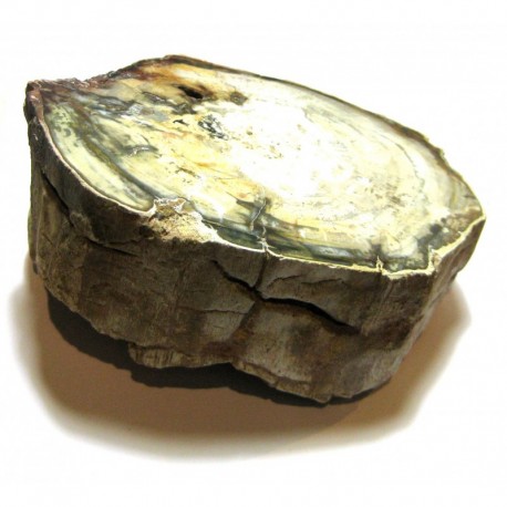 Anschliff versteinertes Holz ca. 8x11 cm