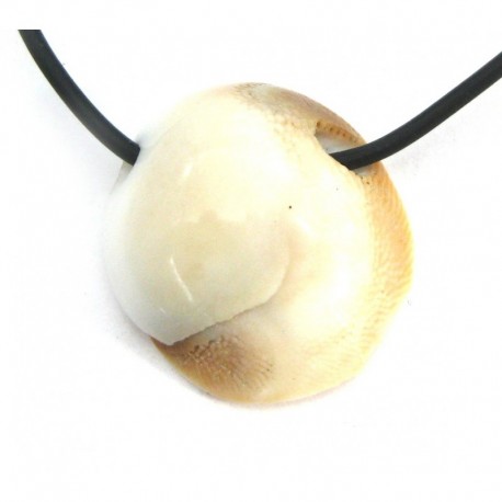 Freeform gebohrt Muschel Operculum 15 - 20 mm