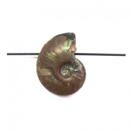 Anhänger gebohrt Ammonit opalisierend 2,5 - 3 cm