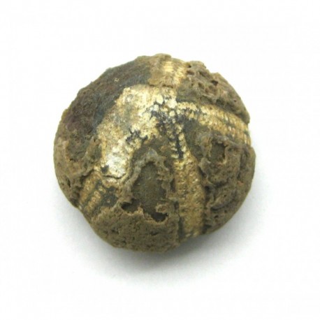 Seeigel versteinert 3 cm