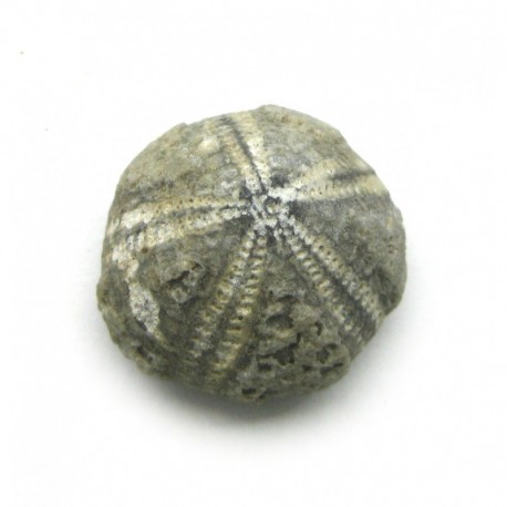 Seeigel versteinert 2 - 2,5 cm
