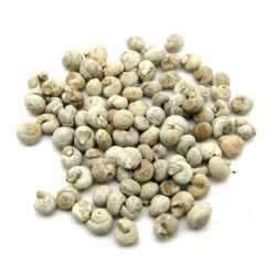 Rohstein versteinerte Schnecke 15 - 25 mm VE 1 Kg