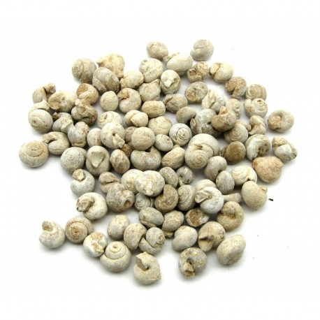 Rohstein versteinerte Schnecke 15 - 25 mm VE 1 Kg