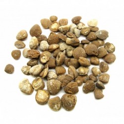 Rohstein versteinerte Muschel 15 - 25 mm VE 1 Kg