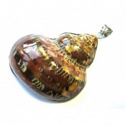 Anhänger Muschel 1,8 x 5 x 6 cm