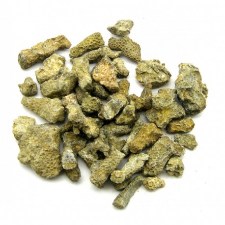 Rohstein versteinerte Koralle 2 - 4 cm VE 1 Kg