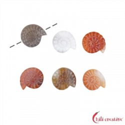 Schnecke Achat / Carneol erhitzt 22 mm mit feiner 1 mm Bohrung VE 6 Stück