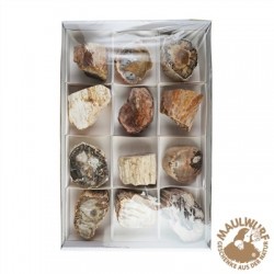 Anschliffe versteinertes Holz 6 - 9 cm VE 12 Stück