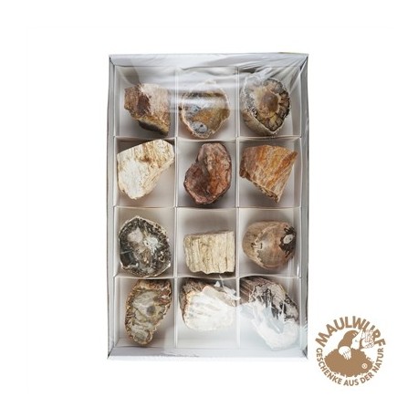 Anschliffe versteinertes Holz 6 - 9 cm VE 12 Stück