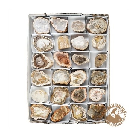 Anschliffe versteinertes Holz 5 - 7 cm VE 24 Stück