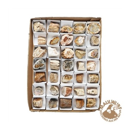 Anschliffe versteinertes Holz 3 - 4,5 cm VE 35 Stück
