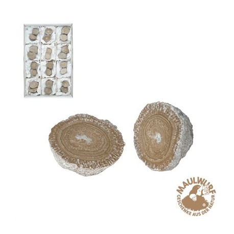 Anschliffe Aragonit (Eichenberger-Kugeln) 3,5 - 5 cm VE 12 Stück