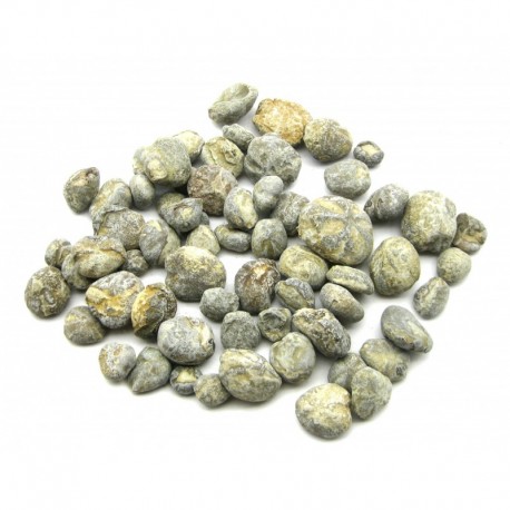 Seeigel versteinert B-Qualität VE 1 Kg