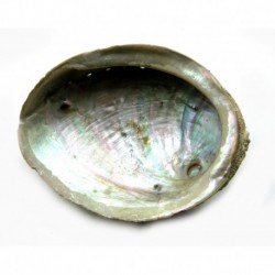 Abalone Muschel natur 12 cm