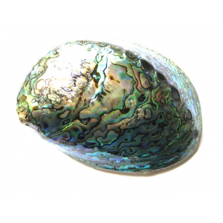 Paua Muschel 12 cm poliert