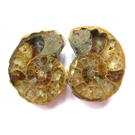 Ammoniten Paar 7-8 cm