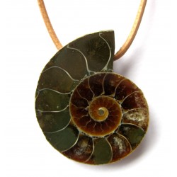 Ammonit geschnitten gebohrt 2,5-3,5 cm