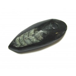 Orthoceras gebohrt 4,5 cm